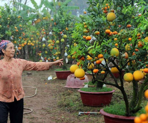 Kỳ lạ cây 9 loại quả cùng chín rộ vào Tết