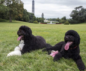 Chó cưng nhà Obama cắn khách đến chơi Nhà Trắng