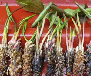 Củ súng trị di tinh, bạch đới