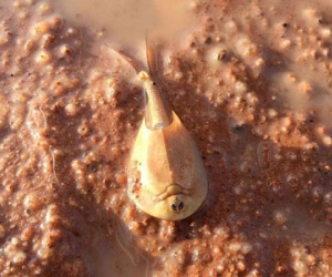 Tôm "hóa thạch sống" giống sinh vật ngoài hành tinh hồi sinh