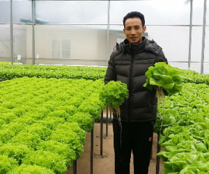 Thạc sĩ tài chính thu mỗi tháng gần tỷ đồng từ rau sạch