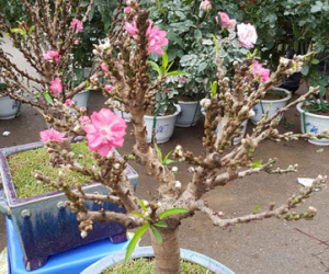 Chán đào khủng, dân Hà Nội tìm mua đào 2 gang tay