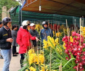 Địa lan Tết tiền triệu xuống phố Đà Lạt