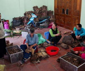 Làng bánh gai tiến vua tất bật ngày giáp Tết