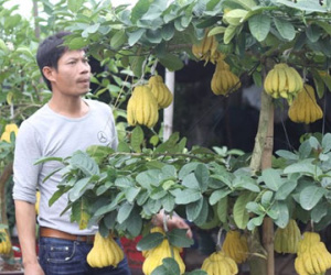 Người "không có đối thủ" ở làng tỷ phú phật thủ