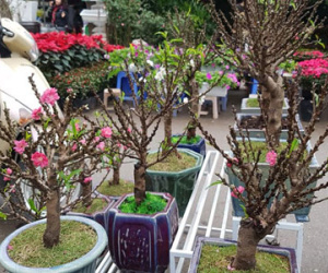 Đào 2 gang tay mạo danh đào thất thốn: Hàng Tàu hại hoa Việt