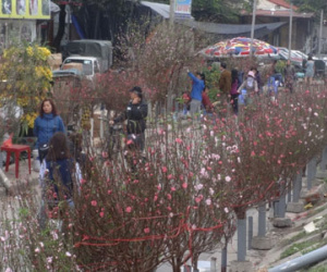 Đào khoe sắc ở chợ hoa Tết nổi tiếng nhất Hà Nội