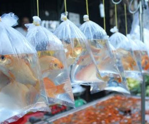 Gần nửa triệu đồng một kg cá chép vẫn "cháy" hàng