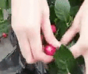 Mua hoa chưng Tết, ngã ngửa khi biết nụ hoa được gắn bằng... kẽm