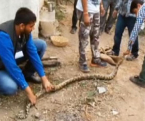 Trăn lớn che chở đàn chó con mắc kẹt dưới giếng sâu