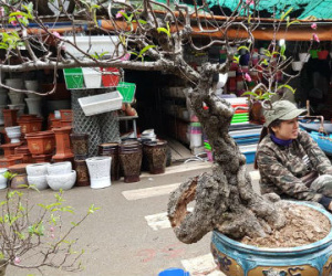 Cây đào "dị" nhất chợ hoa Vạn Phúc - Hà Nội