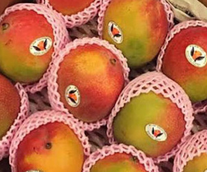 Thanh long vàng Malaysia, xoài đỏ Nhật: Quả lạ cúng Tết ông bà