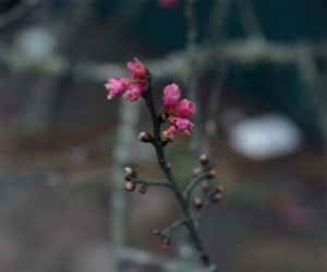 Đào rừng cành xù xì, ít hoa, giá tiền triệu tràn ngập Thủ đô