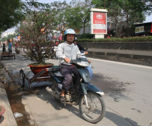 Dân chở đào quất thuê giảm thu nhập vì tắc đường