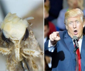 Loài bướm đêm mới có "kiểu tóc" giống Donald Trump