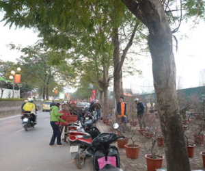 Chợ Tết Hà Nội: Đào rừng hút khách, mai vàng đìu hiu
