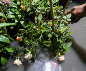 Hoa Tết ở Sài Gòn bị ngập nước, hư hại sau mưa lớn
