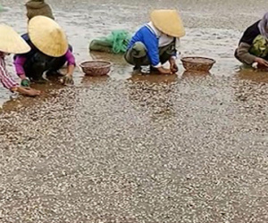 Ngao chết trắng bờ biển Thanh Hóa không phải do chất thải độc hại