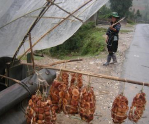 Nấm hương Sapa biếu Tết giá cả triệu: Cú lừa ngọt