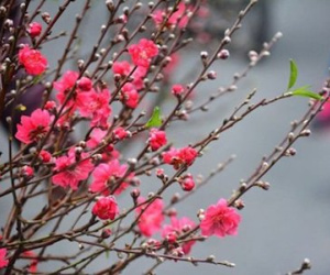 Những lời chúc Tết ý nghĩa cho năm Đinh Dậu