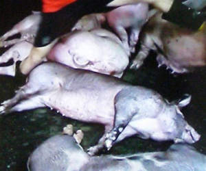 Sát Tết, lại thêm 100 con heo "dính" thuốc an thần