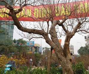 Cây đào dáng độc nhất vô nhị ở Hà Nội