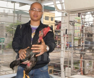 Con gà chọi giá nửa tỷ đồng của tay chơi Hà Thành