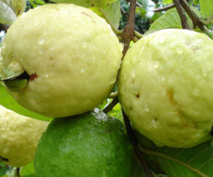 Ăn quá nhiều trái cây cũng không tốt, nhưng 5 loại quả này được khuyên nên ăn thường xuyên