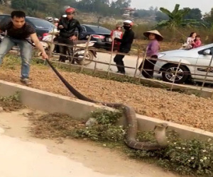 Rắn hổ mang khổng lồ ở Phú Thọ có tên trong sách đỏ