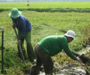Bất thường một dự án trồng sen