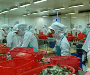 Doanh nghiệp Việt gặp khó vì quy định cấm nhập khẩu tôm của Úc