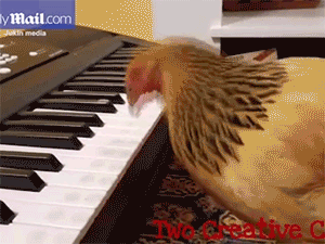 Gà mái chơi piano điêu luyện bản "Nước Mỹ tươi đẹp"