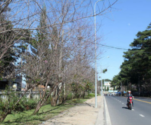 Hủy lễ hội mai anh đào Đà Lạt, trả tiền cọc khách đặt tour