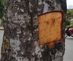 Làm rõ vụ đục khoét vỏ hàng chục cây xà cừ ở Hà Nội