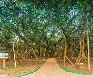 Cây đa khổng lồ có diện tích bằng cả khu rừng ở Ấn Độ