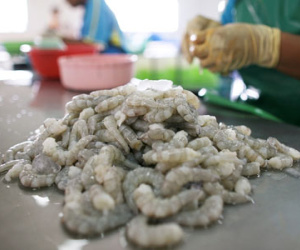 Úc nới lỏng lệnh cấm nhập khẩu tôm, doanh nghiệp Việt "thở phào"