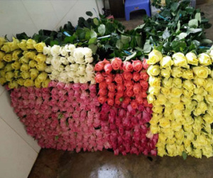 Hoa hồng đỏ tăng giá vùn vụt trước lễ Tình nhân