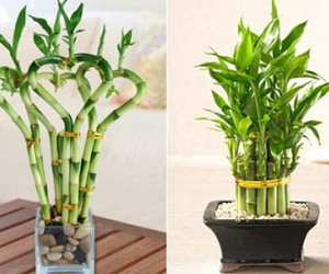 Kiếm cây này để trong nhà tiền tài ùn ùn kéo đến sự nghiệp thăng tiến không ngừng