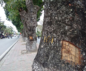 Lộ diện người lột vỏ hàng loạt cây xà cừ ở Hà Nội?