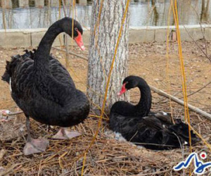 Cặp thiên nga đen "tuyệt thực" vì bị khách du lịch ăn cắp trứng