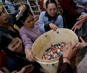 Chi cục Thủy sản HN: Cá chim trắng phóng sinh ở sông Hồng được phép sản xuất, kinh doanh