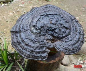 Nấm linh chi to như cái chậu ở Trung Quốc