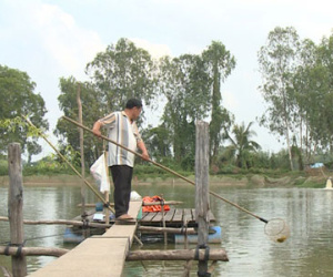 Nông dân nuôi cá tra khóc ròng, nghi bị đại gia thủy sản lừa, ôm tiền tỷ bỏ trốn