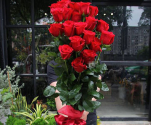 Quà Valentine tặng hotgirl: Cành hồng cao bằng người