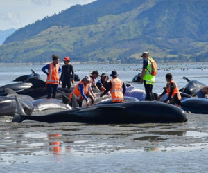 Thêm 200 con cá voi mắc cạn tại New Zealand