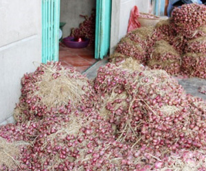 Hành tím ngập nước ở miền Tây vẫn bán được giá cao