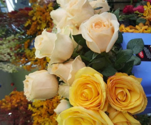 Hoa ngày Valentine: "Chết mê, chết mệt" với hồng Ecuador, Tulip Hà Lan