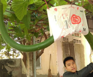 Quả bầu dài hơn 2m ở Thanh Hóa