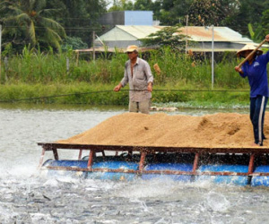 Đại gia thủy sản ôm 80 tỷ lặn mất tăm: Kêu gọi DN khác thế chỗ
