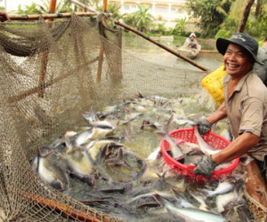 Trung Quốc tăng nhập khẩu cá tra Việt Nam